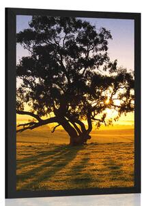 Plakát osamělý strom při západu slunce