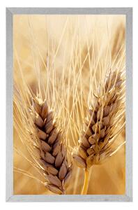Plakát pšeničné pole