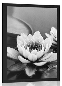 Plakát lotosový květ v jezeře v černobílém provedení