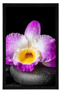 Plakát s paspartou fialová orchidej na Zen kamenech