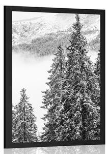 Plakát zasněžené borové stromy v černobílém provedení