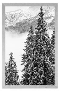 Plakát zasněžené borové stromy v černobílém provedení