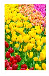 Plakát zahrada plná tulipánů