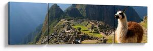 Obraz - Lama a Machu Picchu (170x50 cm)