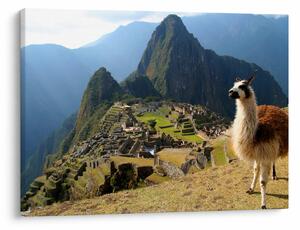 Obraz - Lama a Machu Picchu (70x50 cm)