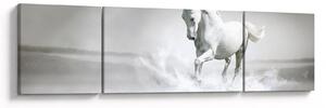 Obraz - Bílý kůň (170x50 cm)