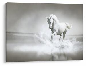 Obraz - Bílý kůň (70x50 cm)