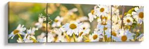 Obraz - Kopretiny (170x50 cm)