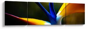 Obraz - Exotický květ (170x50 cm)