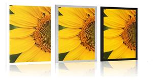 Plakát žlutá slunečnice - 20x30 black