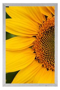 Plakát žlutá slunečnice - 20x30 black