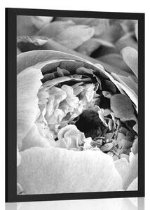 Plakát černobílé lupínky květu - 20x30 black