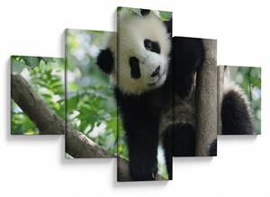 Obraz - Panda na stromě (125x70 cm)