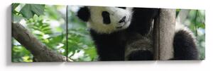 Obraz - Panda na stromě (170x50 cm)