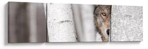 Obraz - Vlk (170x50 cm)