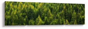 Obraz - Hustý les (170x50 cm)