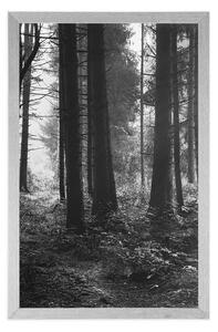 Plakát les zalitý sluncem v černobílém provedení - 20x30 black