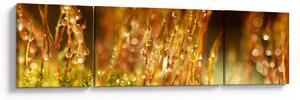 Obraz - Detail rosy (170x50 cm)