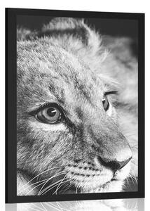 Plakát mládě lva v černobílém provedení - 20x30 black