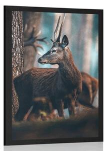 Plakát jelen v borovém lese