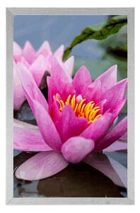 Plakát růžový lotosový květ