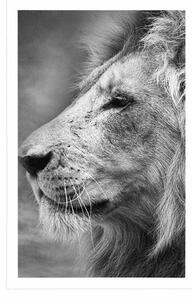 Plakát africký lev v černobílém provedení