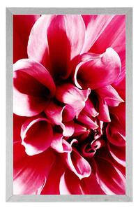 Plakát růžový květ