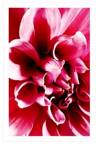 Plakát růžový květ