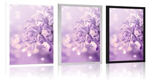 Plakát fialový květ šeříku