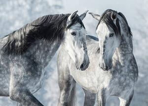 Umělecká fotografie Portrait of two spanish grey stallions, Abramova_Kseniya, (40 x 30 cm)