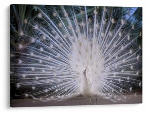 Obraz - Bílý páv (70x50 cm)