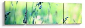 Obraz - Detail louky (170x50 cm)