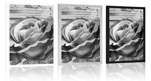Plakát elegantní vintage růže v černobílém provedení