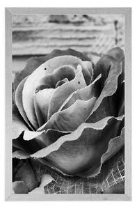 Plakát elegantní vintage růže v černobílém provedení