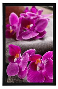 Plakát nádherná orchidej a Zen kameny