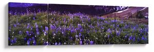 Obraz - Sopka a květiny (170x50 cm)
