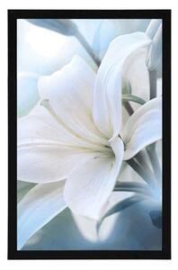 Plakát bílý květ lilie na abstraktním pozadí