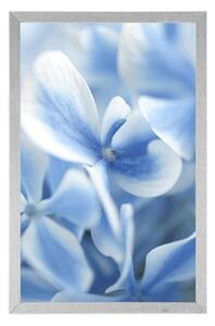 Plakát modro-bílé květiny hortenzie