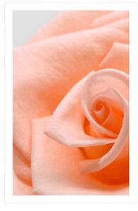 Plakát růže v broskvovém odstínu