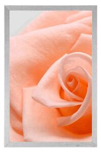 Plakát růže v broskvovém odstínu