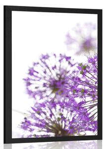 Plakát kvetoucí fialové květy česneku