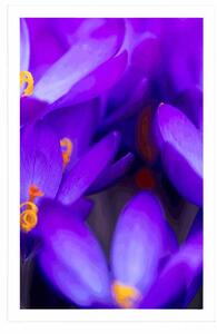 Plakát kvetoucí fialový šafrán