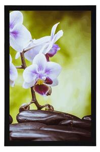 Plakát zen kameny a orchidej