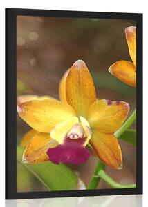 Plakát oranžová orchidej