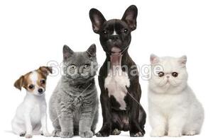 Fotožaluzie - kočičky a pejsci 1-10896716 100 x 100cm