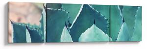 Obraz - Sukulent (170x50 cm)