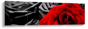 Obraz - Růže (170x50 cm)