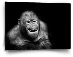 Sablio Obraz Orangutan - 60x40 cm