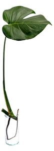Monstera deliciosa - řízek k zakořenění Monstera skvostná