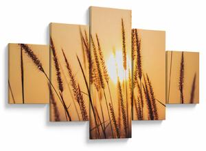 Obraz - Traviny ve slunci (125x70 cm)